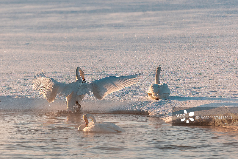 冬季新疆冰雪美景低温零下寒冷天鹅美丽阿勒泰巴音布鲁克喀纳斯图片素材