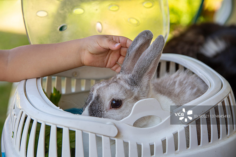 婴儿用手抚摸着一只小白兔图片素材