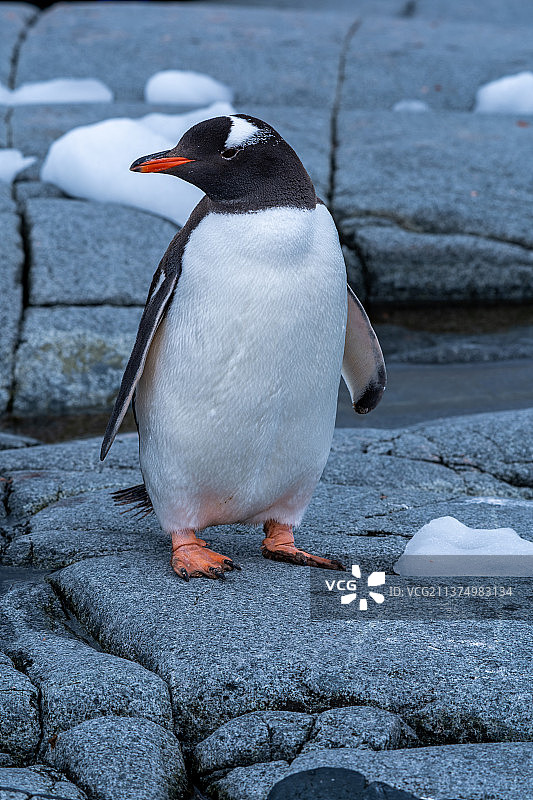 南极洲企鹅图片素材