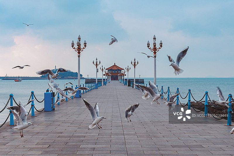 青岛栈桥与海鸥相伴图片素材