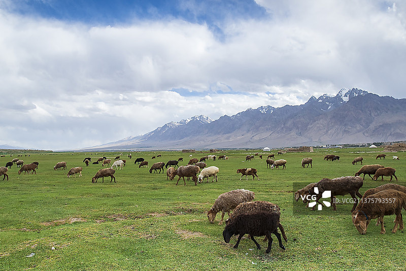 帕米尔高原羊群图片素材