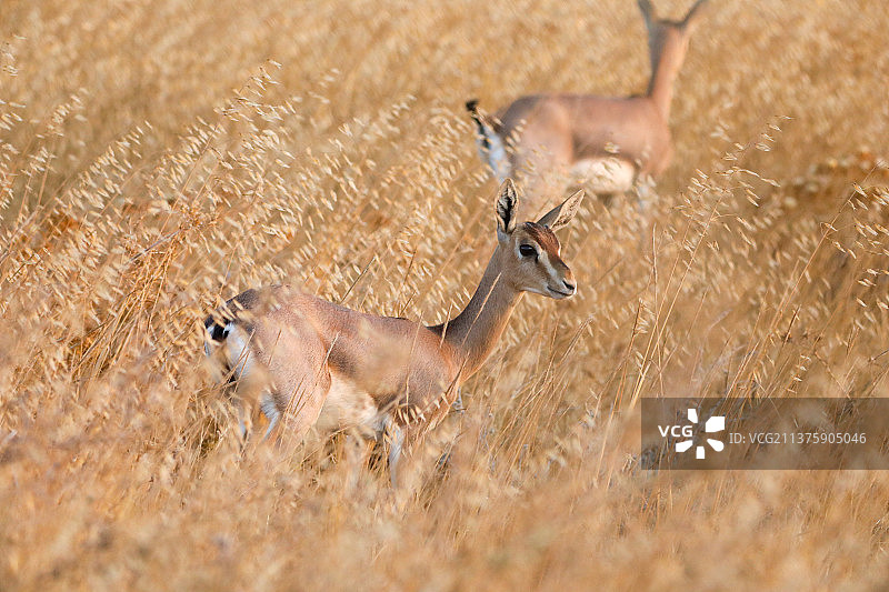 坦桑尼亚塞伦盖蒂的一个清晨，一只瞪羚在追捕敌人图片素材