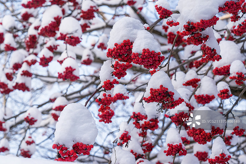 红色和白色，植物上的雪的特写图片素材