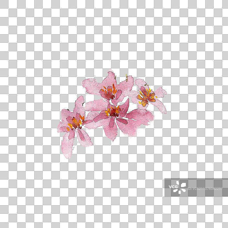 美丽的花朵免抠花卉元素PNG图片素材