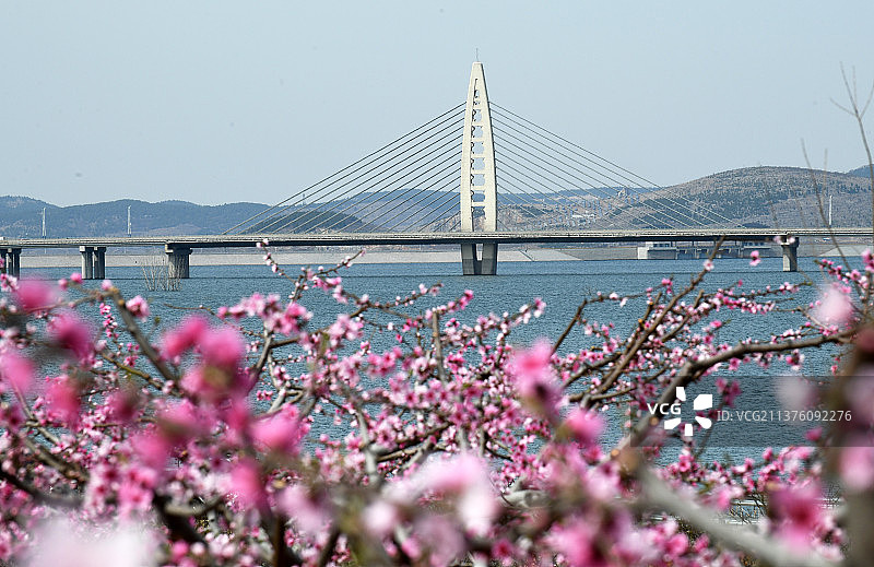山东枣庄灵芝湖壮观的斜拉桥和岸边粉红色的桃花图片素材