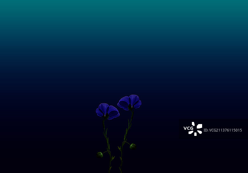 花卉背景，蓝色的草花图片素材