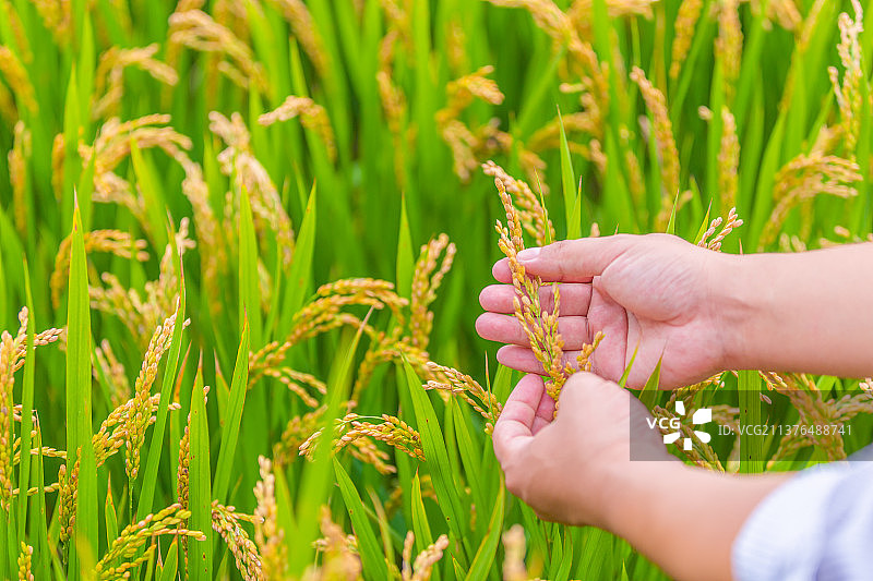 中国河南郑州黄河边农业技术员视察稻田图片素材