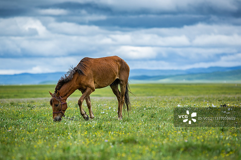 阿坝州唐克镇若尔盖草原牧场、马儿、动物、草原马、高山下的马、高原马、一匹马、赛马、一群马、膘肥体壮图片素材