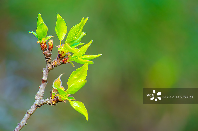 中国野生植物拍摄主题，春天的嫩枝上生长出绿色的嫩芽和绿色的树叶子，户外无人图像摄影图片素材