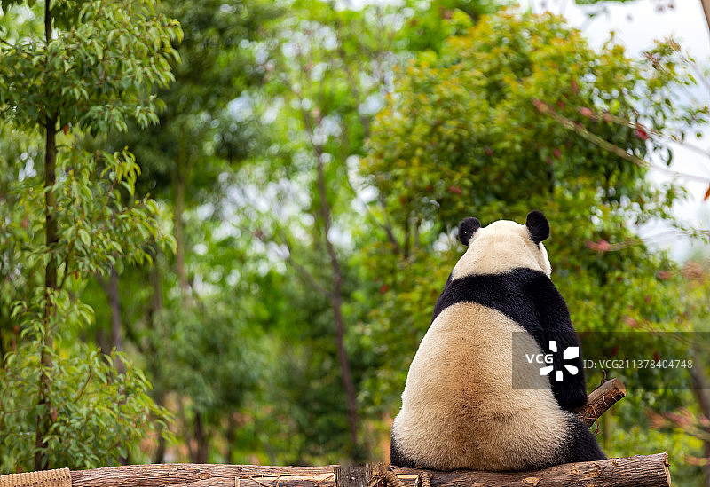 成都大熊猫繁育基地大熊猫图片素材