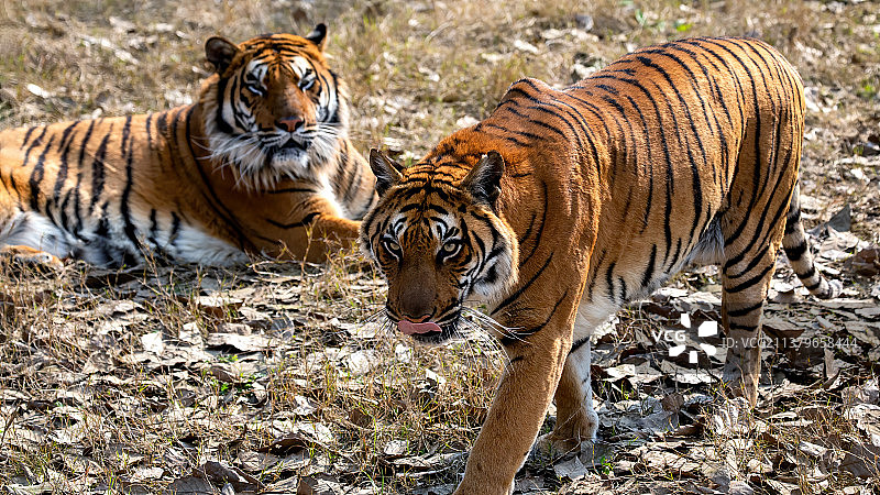 重庆永川动物园孟加拉虎图片素材