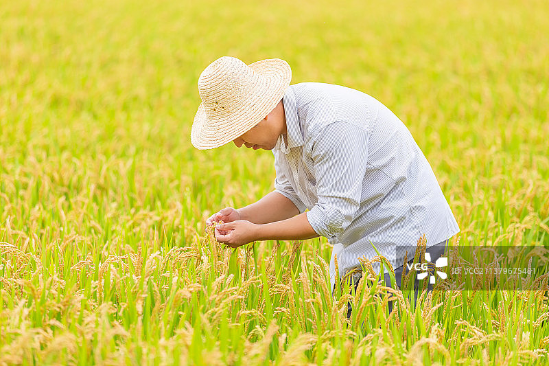 中国吉林省吉林市美丽乡村东北大米农业技术员视察稻田图片素材