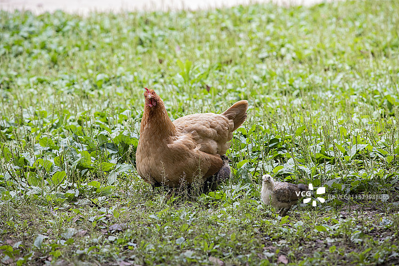 生态养殖母鸡与雏鸡图片素材