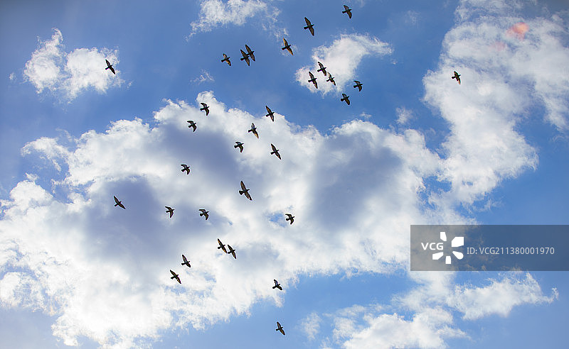 蓝天白云下的鸽子图片素材