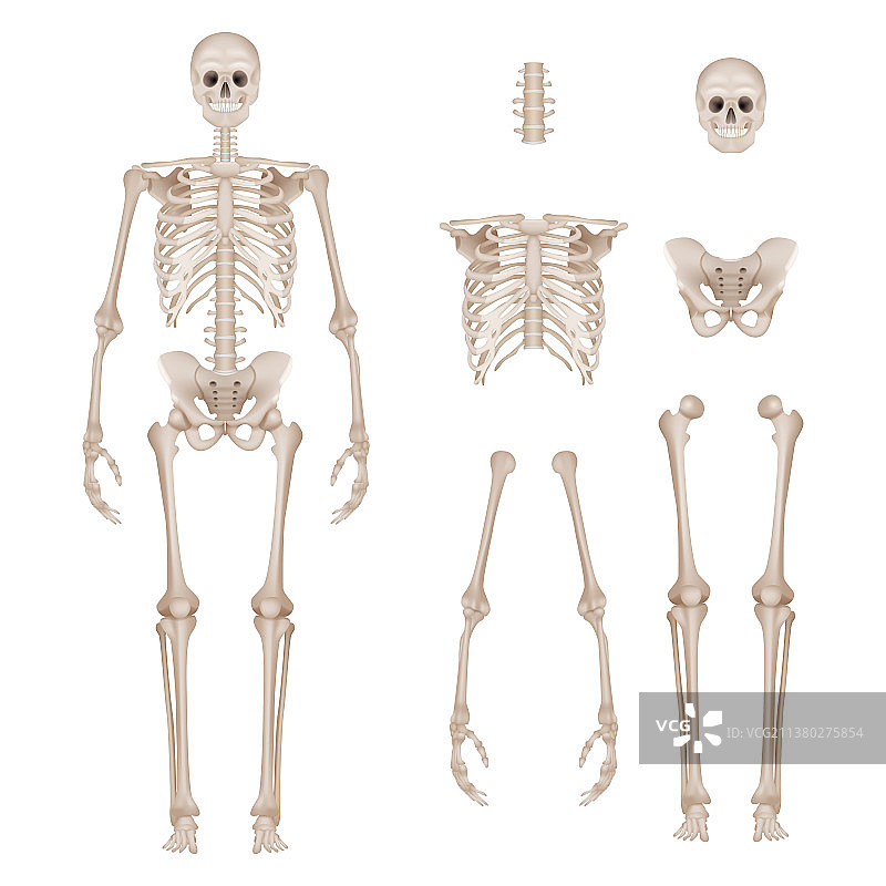 人体骨骼，身体部位，头骨，手，脚图片素材