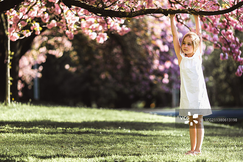可爱的小女孩穿着白色的裙子在盛开的粉红色的花园里图片素材