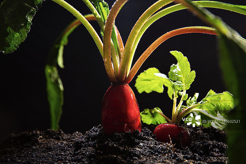 蔬菜创意艺术肖像静物：水萝卜图片素材