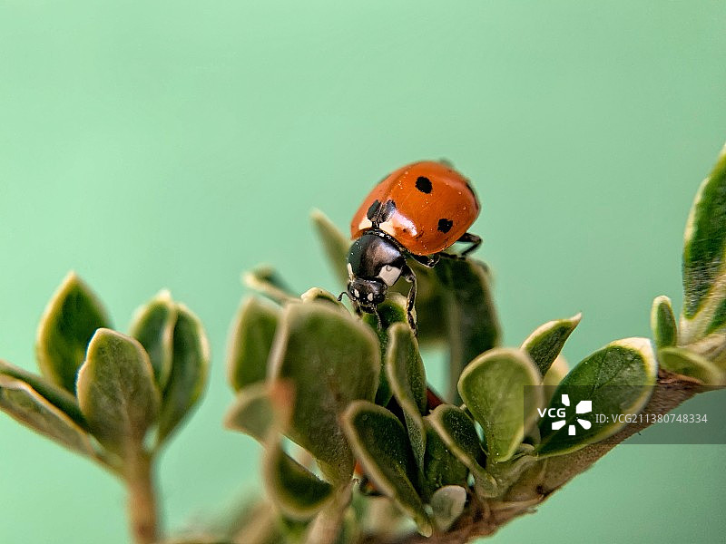 植物上瓢虫特写镜头图片素材