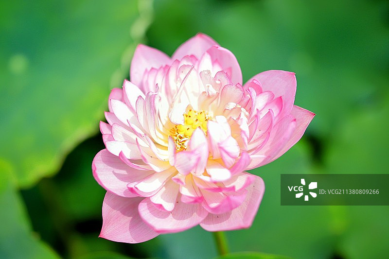 粉红色开花植物特写镜头图片素材