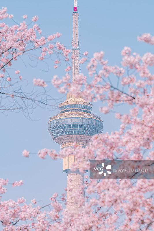 中央电视塔的樱花图片素材
