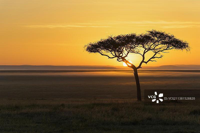 日出时有刺槐树的草原，马赛马拉国家保护区，肯尼亚，非洲图片素材