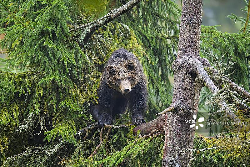 欧洲棕熊，幼仔爬树，圈养图片素材