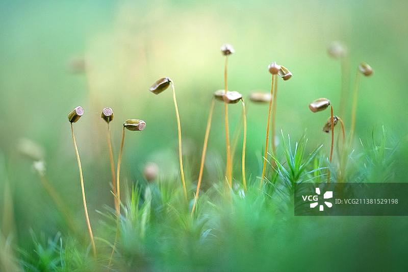 常见的发帽苔藓(Polytrichum公社)，形成丰富的孢子囊，Vorpommersche Boddenlandschaft国家公园，梅克伦堡-西波美拉尼亚，德国，欧洲图片素材