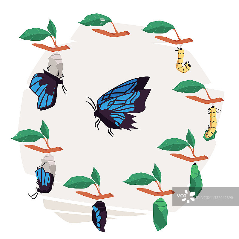 蝴蝶生命周期信息图表扁平化图片素材