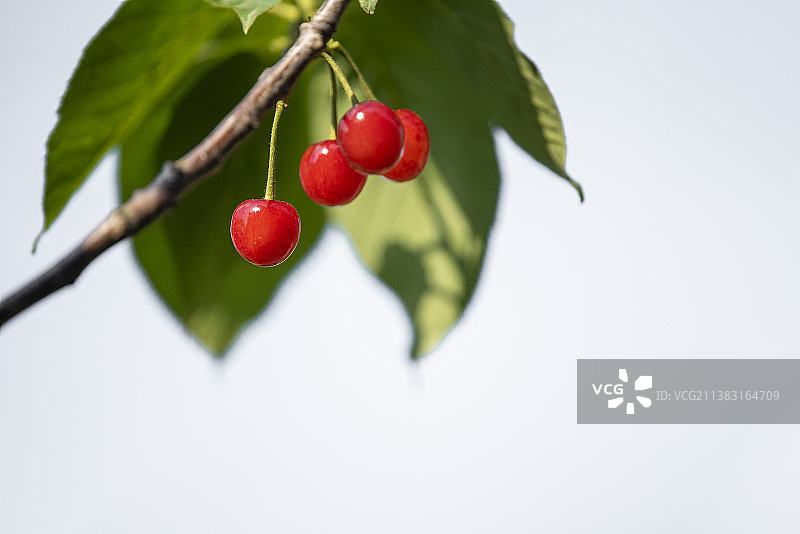 青岛崂山樱桃谷诱人的晶莹剔透的红樱桃图片素材