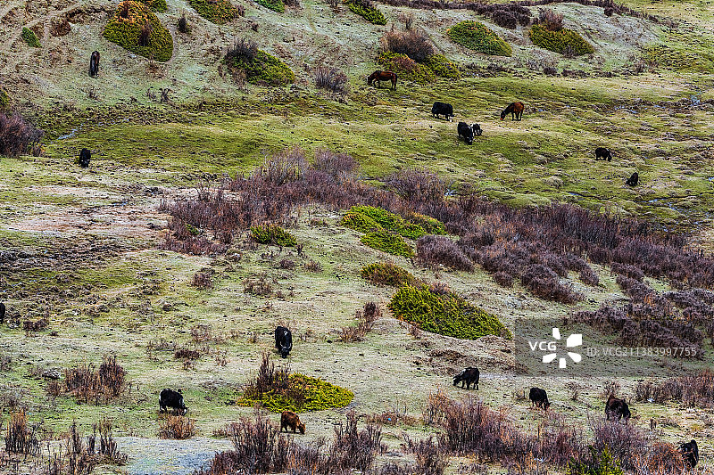 高原草甸牦牛牧区风光图片素材