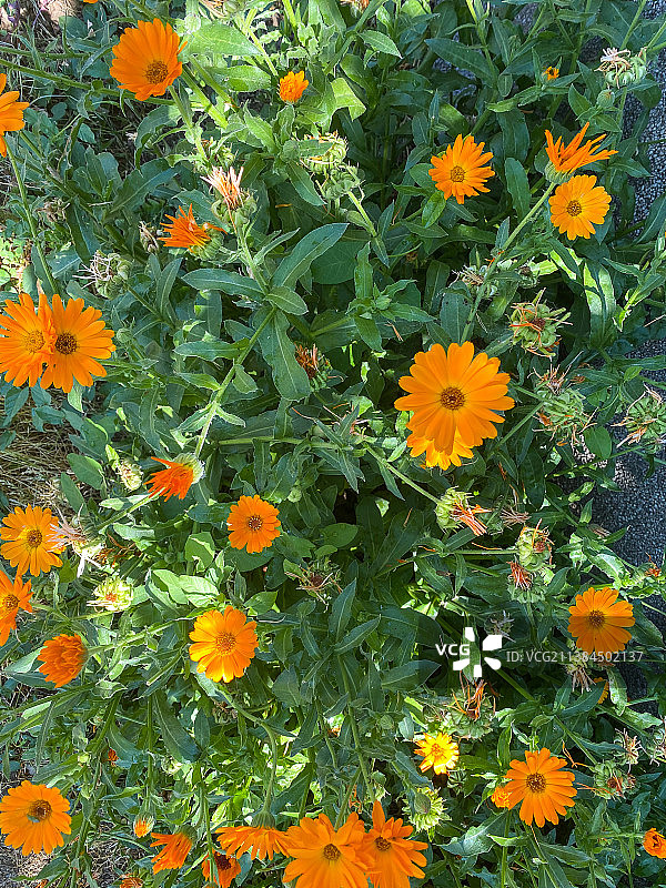 橙色开花植物的高角度视图，塞尔维亚图片素材