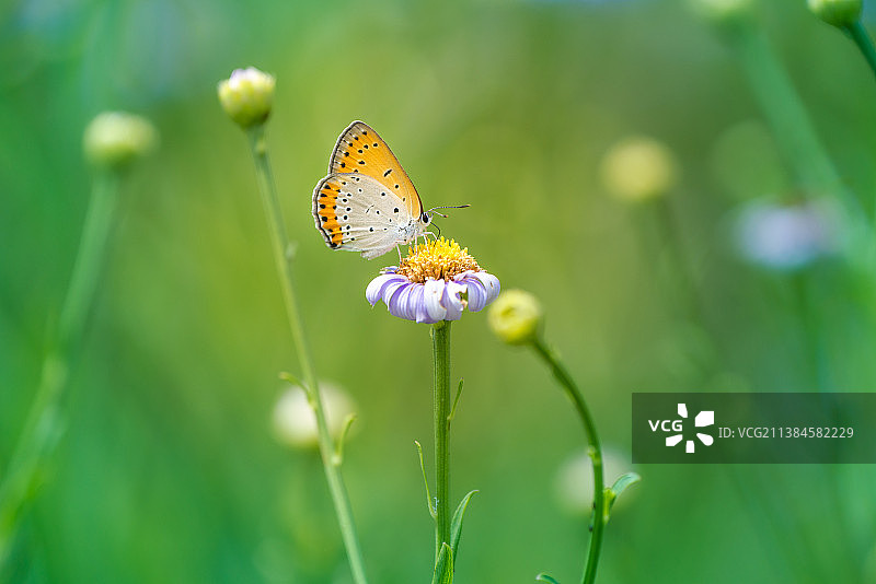 蝴蝶，蝴蝶在花上授粉的特写图片素材