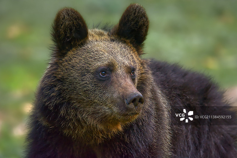欧亚棕熊的棕色灰熊特写图片素材