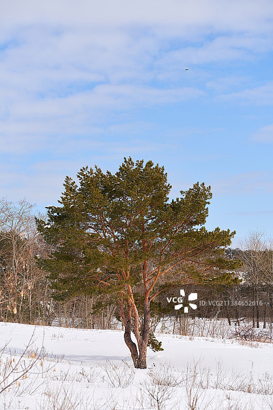 俄罗斯，雪地上的树木映衬着天空图片素材