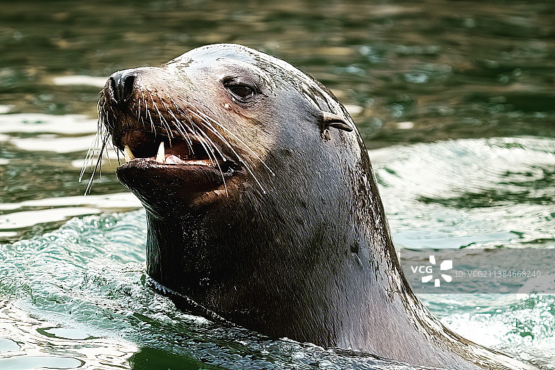 微笑的海狮，海豹在海里游泳的特写图片素材