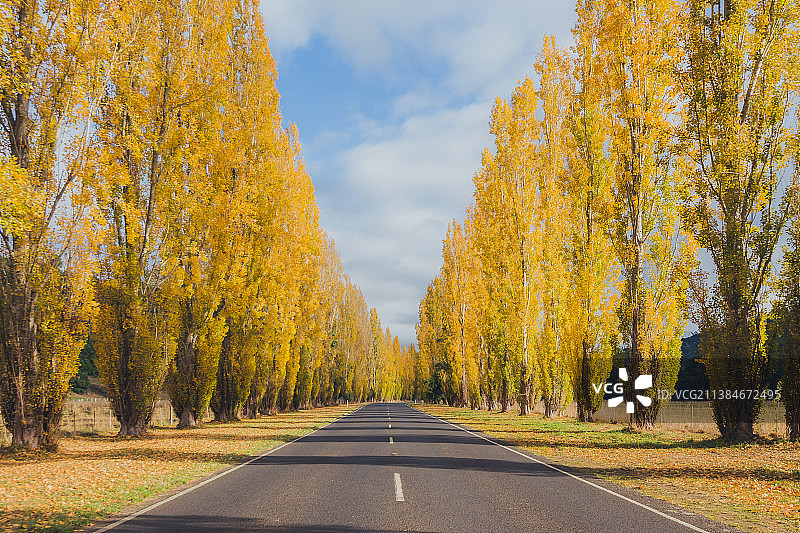 空旷的道路在树木对天空的秋天，马里斯维尔，维多利亚，澳大利亚图片素材