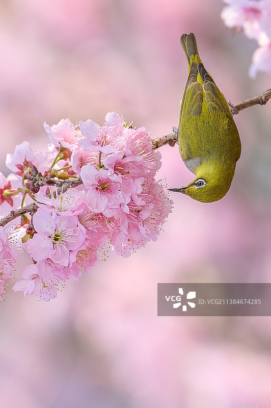 春天粉红色樱花的特写图片素材
