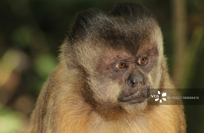卷尾猴的特写肖像，巴西图片素材