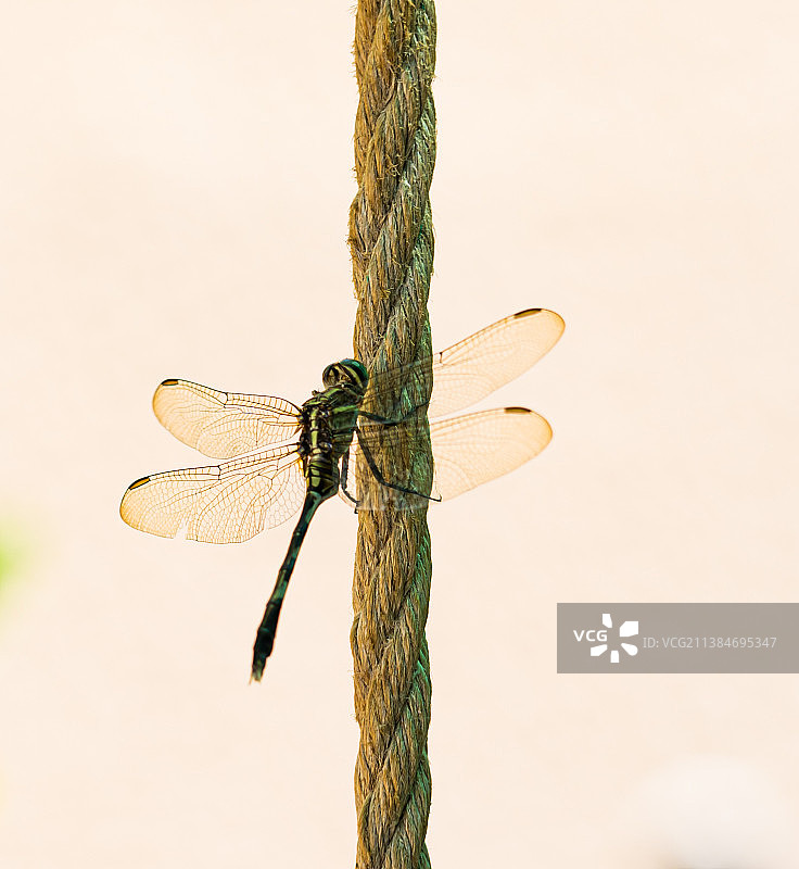 蜻蜓，小树枝上的蜻蜓特写，阿曼图片素材