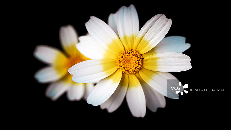 美丽的自然，特写的白色雏菊对黑色的背景图片素材