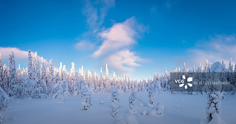 雪树，全景在雪覆盖的土地对天空，海林萨尔米，芬兰图片素材