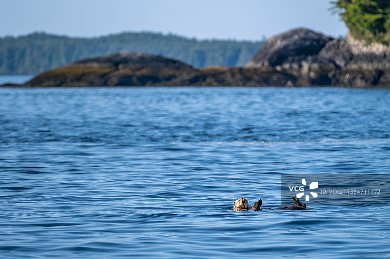 野生动物，海獭白天漂浮在水中图片素材