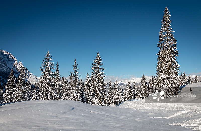 在晴朗的蓝天下，白雪覆盖的树木映衬着风景图片素材