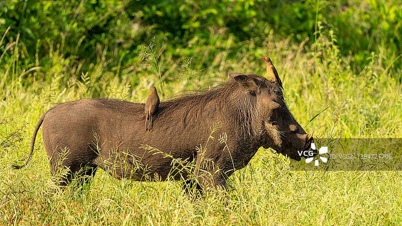 南非克鲁格国家公园，犀牛在田野上行走的侧面视图图片素材