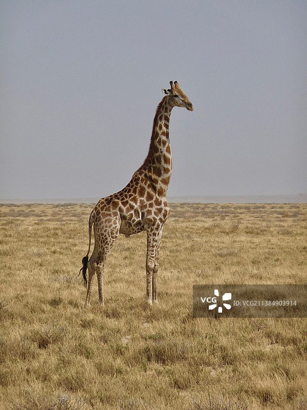 野生动物在风景优美的野外冒险地站立着长颈鹿图片素材