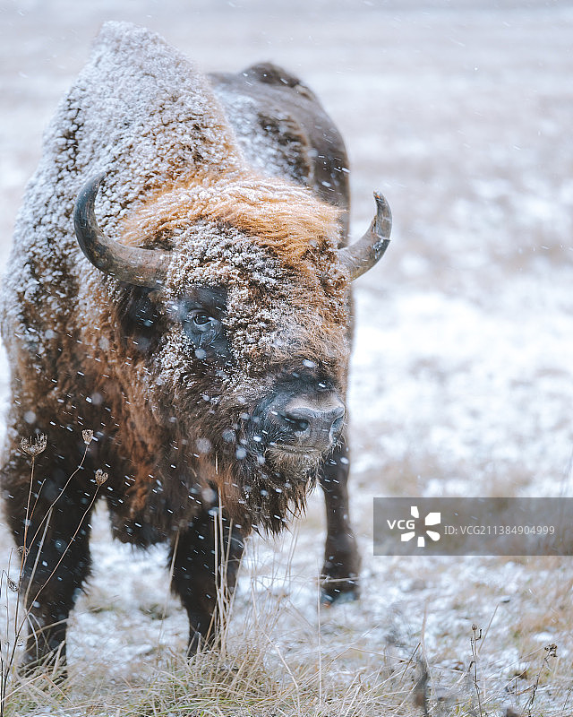 野牛站在白雪覆盖的田野上的特写肖像图片素材