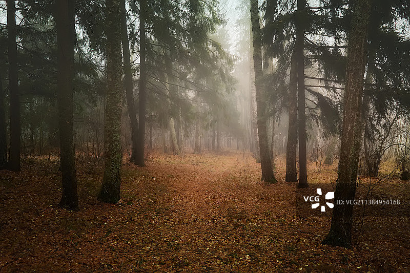 迷雾森林，秋天森林中的树木，俄罗斯图片素材