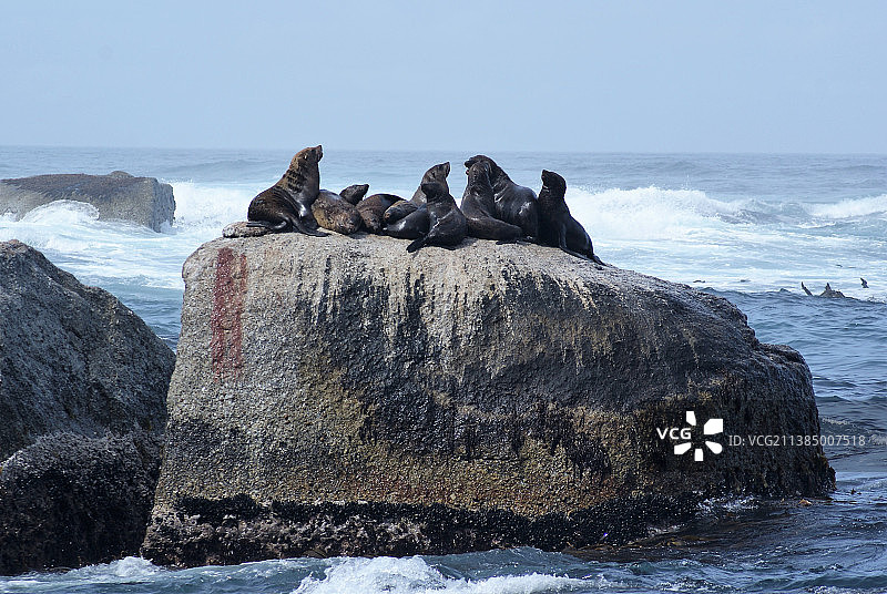 一群海狮在海上的岩石上图片素材