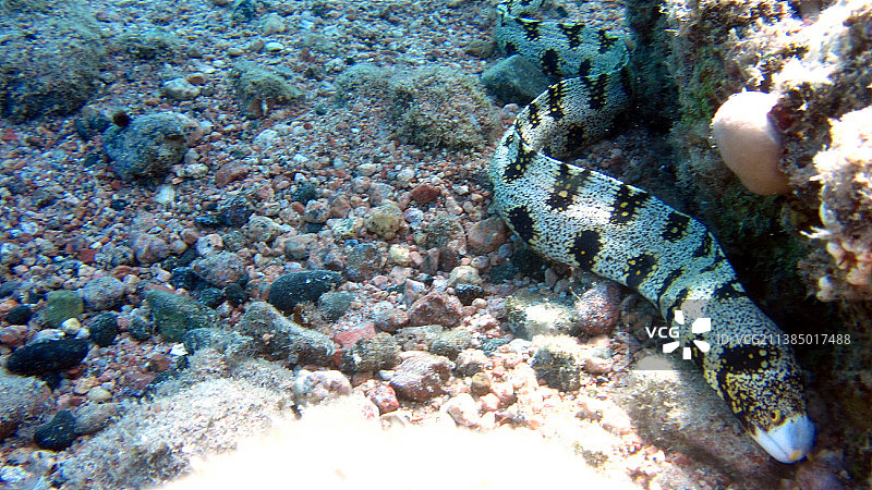 海蛇，一条在海底游泳的热带鱼图片素材