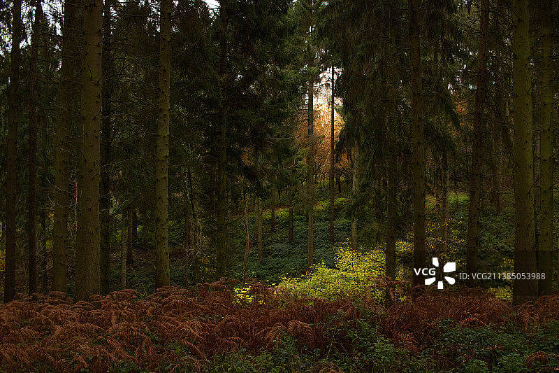 森林中的树木，Lineover Wood，切尔滕纳姆，英国，英国图片素材